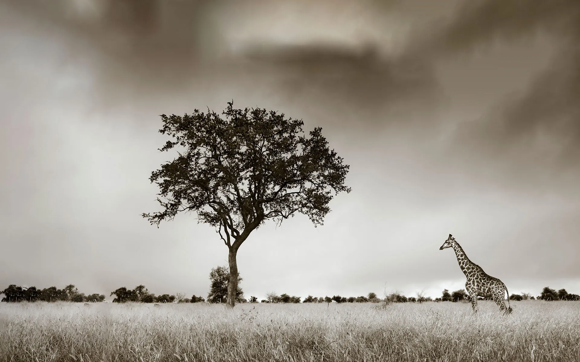 Savanna Safaris Giraffe
