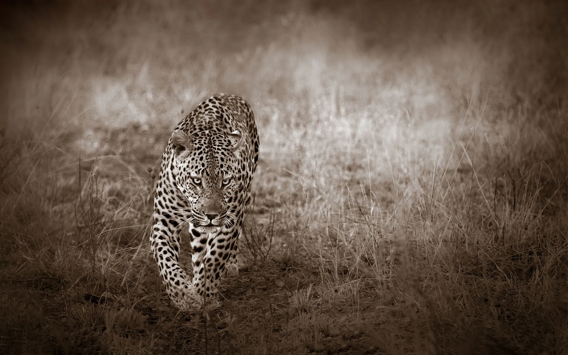 Savanna Safaris Lepoard 