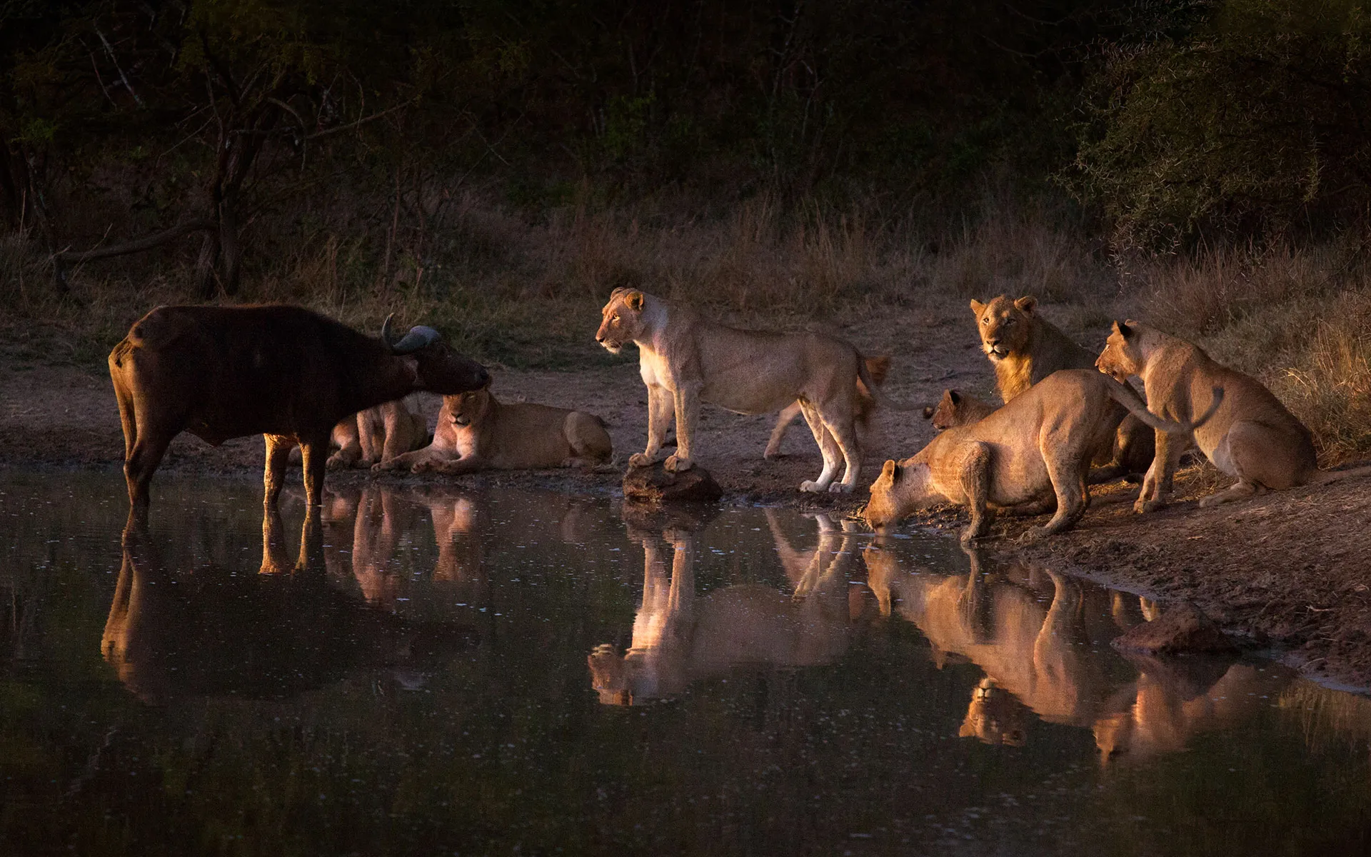 Savanna Safaris Lions and Buffalo in the Water